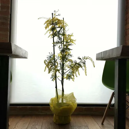 La Lanterna & 3* Quinto Vicentino